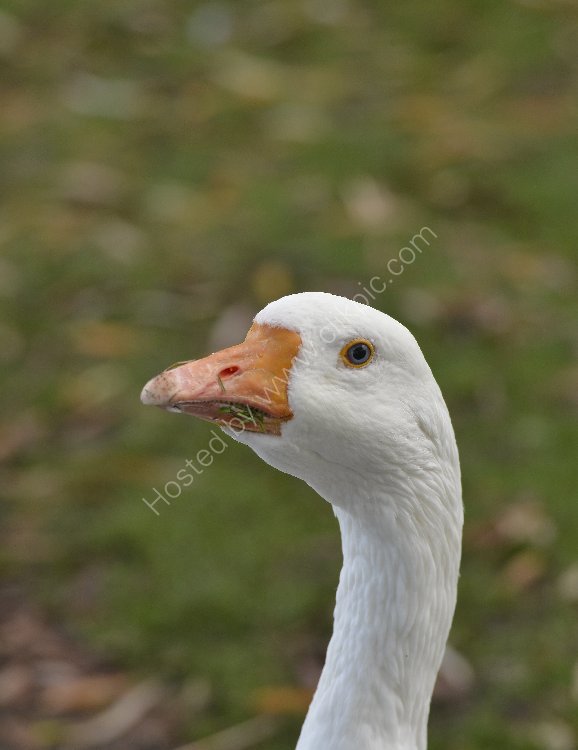 Bird - Emden Goose (Anser anser domesticus or Anser cygnoides) - Curious