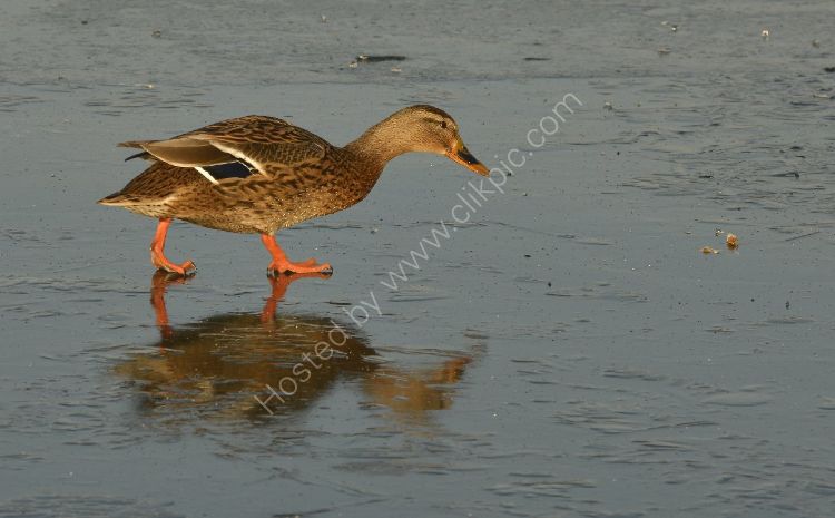Bird - Mallard Duck (Anas platyrhynchos) - Yes, it really is frozen