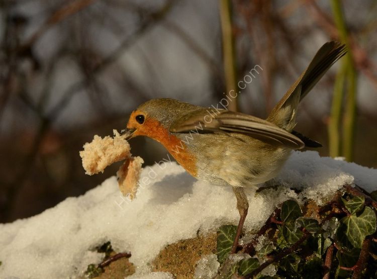 Bird - Robin (Erithacus rubecula) - Now that's what I call a Take-Away!
