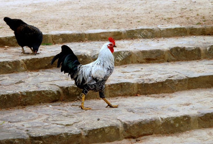 Bird - Silver Laced Wyandotte Cockerel (Gallus gallus) - Why did the Chicken cross the road...