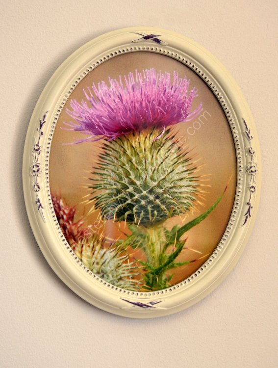Flower - Spear or Bull Thistle (Cirsium vulgare) Flower of Scotland (in oval frame)
