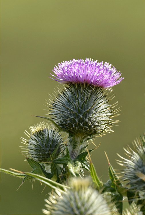 Flower - Spear or Bull Thistle (Cirsium vulgare) Upright with green background