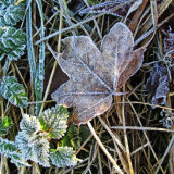 Frost. was £50, now £25