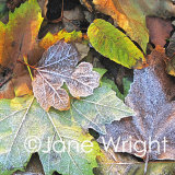 Frosted Colours was £50, now £25
