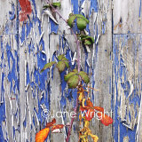 Growing Colours, was £50, now £25