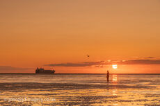Sunset pand seagulls
