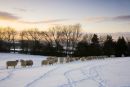 Sheep in snow