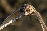 Short Eared Owl
