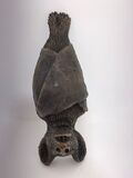 Bat small