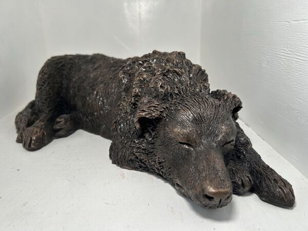 Sleeping border collie sheepdog