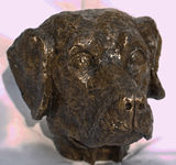 LABRADOR HEAD