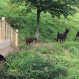 3 Billy goat - new home (8)