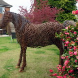 Cob horse