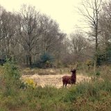 Deer Lindow Common (3)