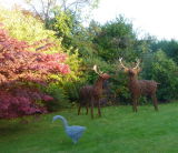 Fallow & Red Stag - late sunlight catching antlers