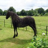 Friesian