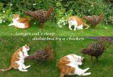 Ginger cat tormented by chicken