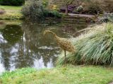 Willow Heron in ornamental garden