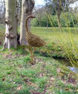 Heron looking over shoulder
