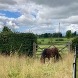Horse in field