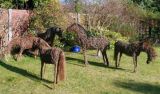 Willow horse sculptures - here's a bit to read