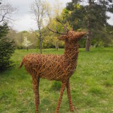 Red deer stag - Hillier Gardens