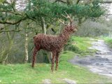 Red deer stag - Alderley Edge