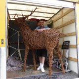 Stag on it's way to ? Essex? Kent? France?