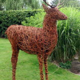 Red deer stag
