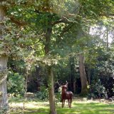 Red deer stag in Woodland