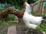 Willow Chicken and real chicken - who's a pretty boy then?