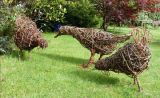 Willow Chickens and Duck
