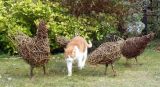 Willow chickens and 'Ginger Cat' aka Indie