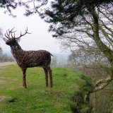Red deer stag - Alderley Edge