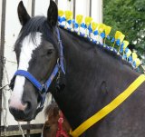 Poynton Show - August 25