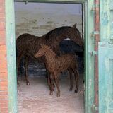 thoroughbred - Calke Abbey