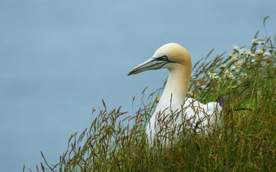 Gannet