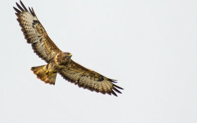 Buzzard - one of a group that hunt around the village.