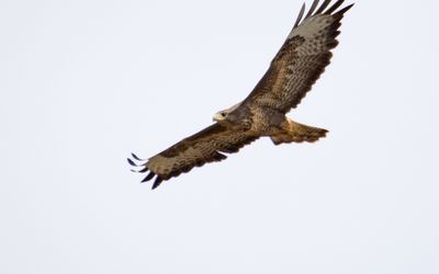 Buzzard