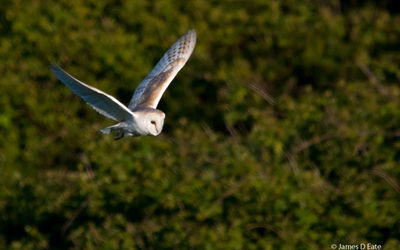 Barn Owl