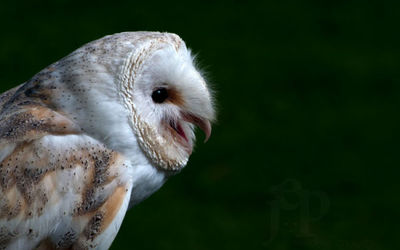 Barn Owl