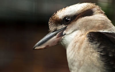 Kookaburra