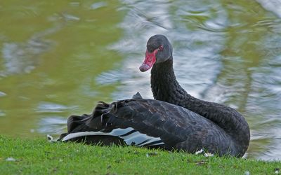 Black swan