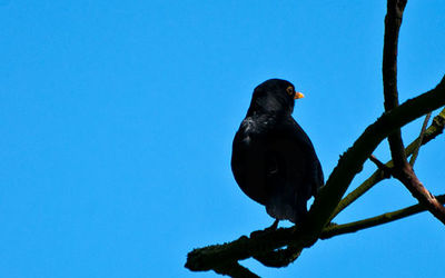 Blackbird in evening sun