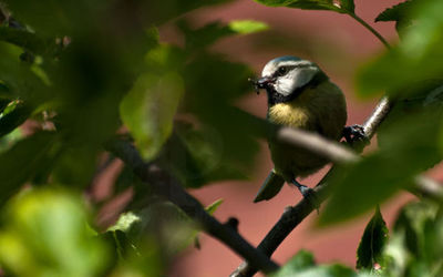Blue Tit (Parus caeruleus)