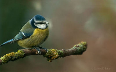Blue tit
