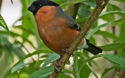 British Birds
