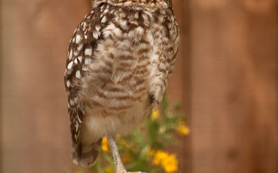Burrowing Owl