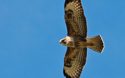 Buzzard (Buteo buteo)