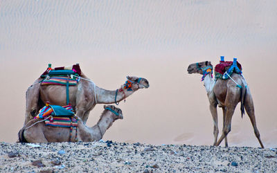 Camels on the Nile